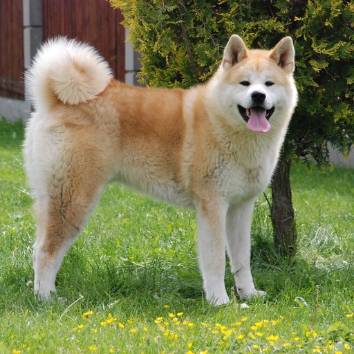 Ethical Breeding Standards for Community Platforms