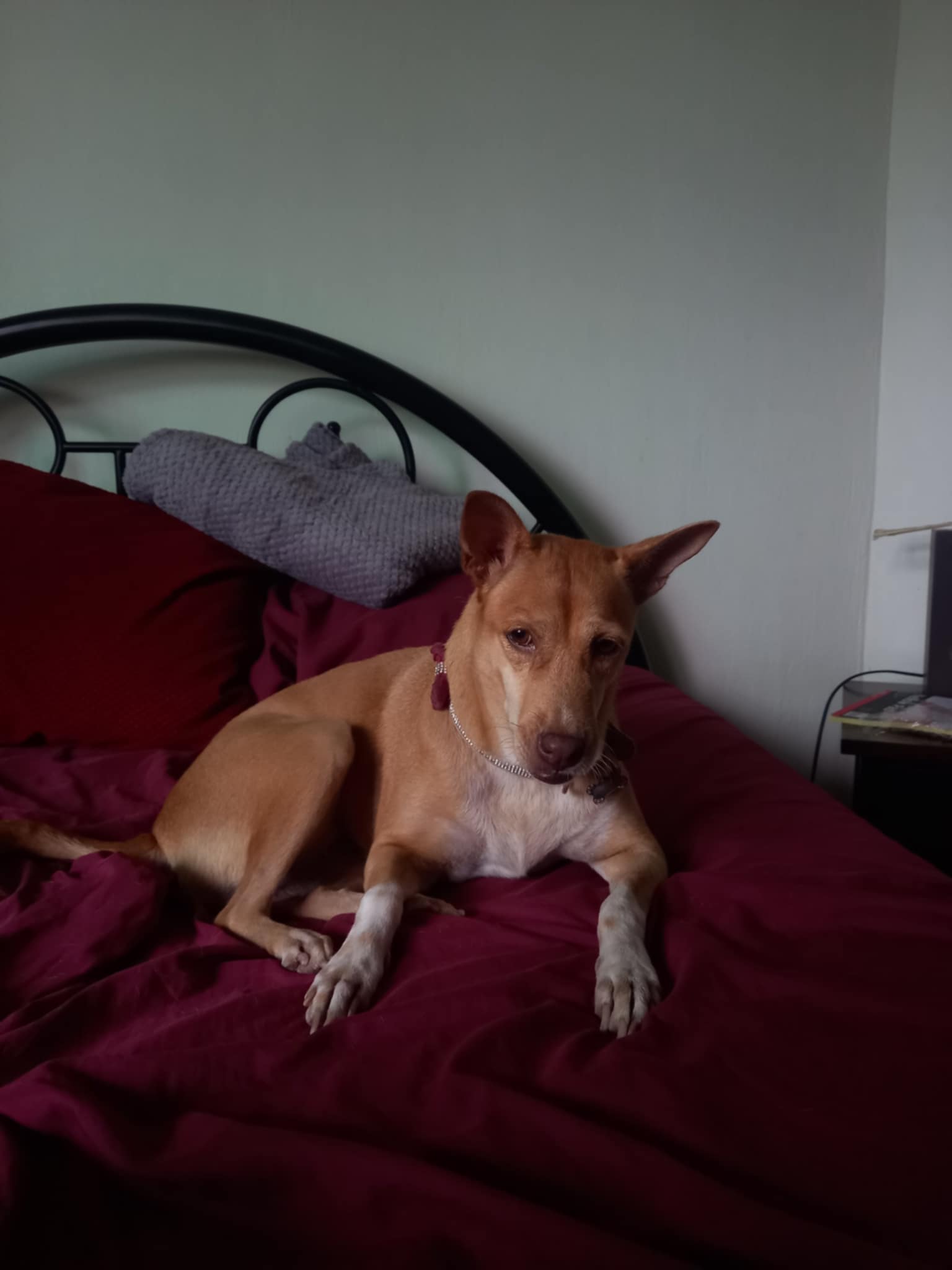 When to Consult a Veterinarian During Breeding